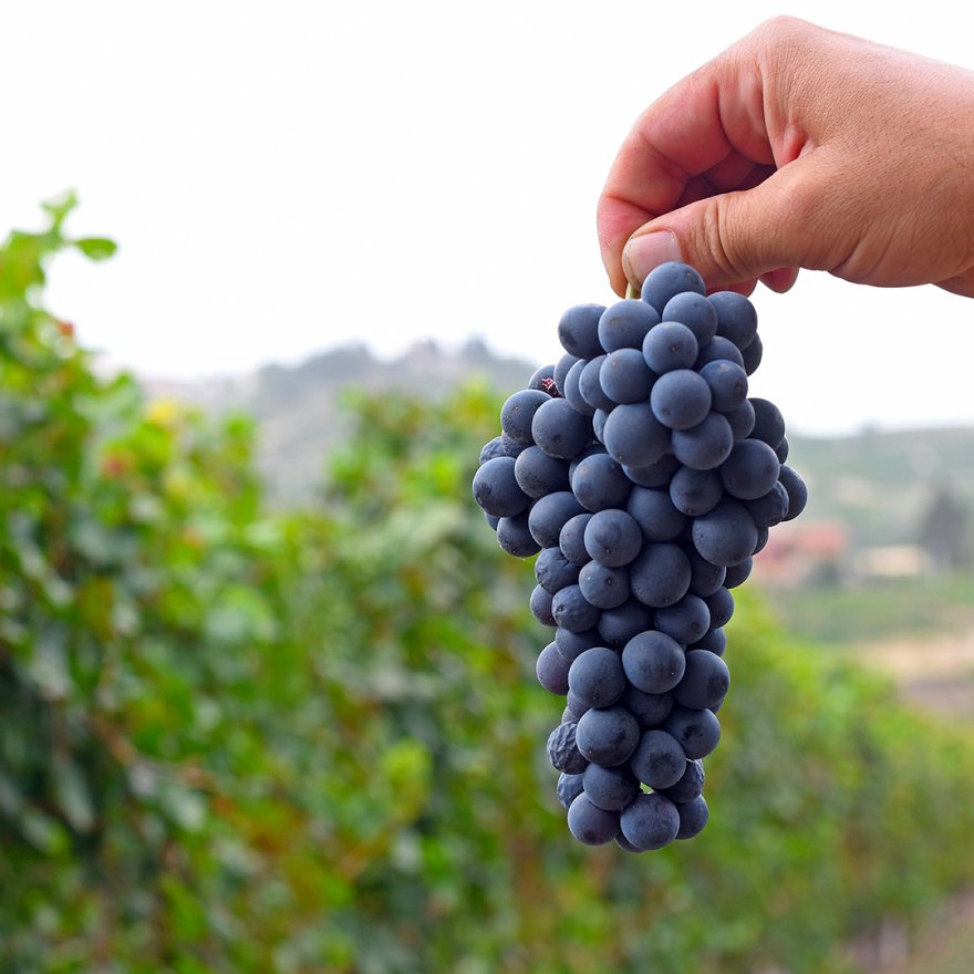 Come nasce un vino