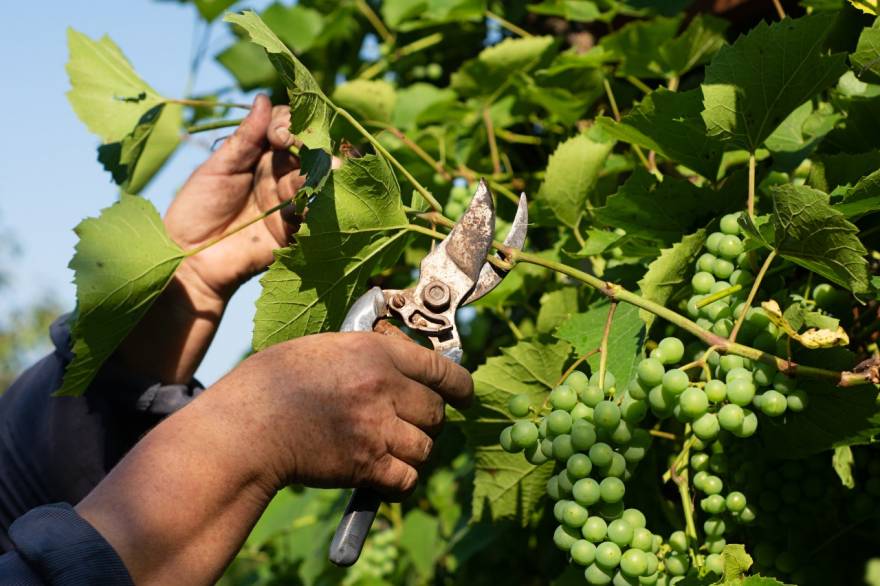 Summer, work in the vineyard