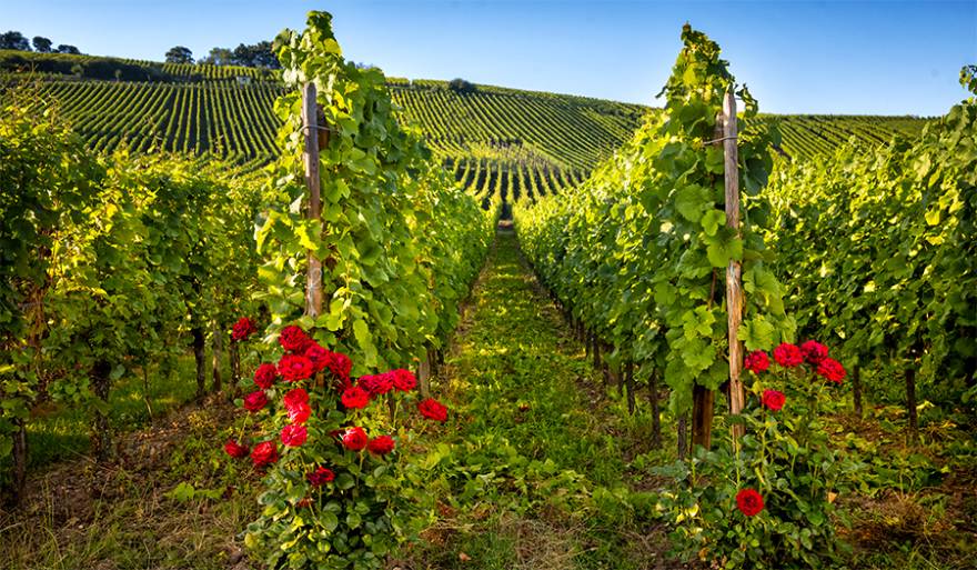 Roses in the vineyards