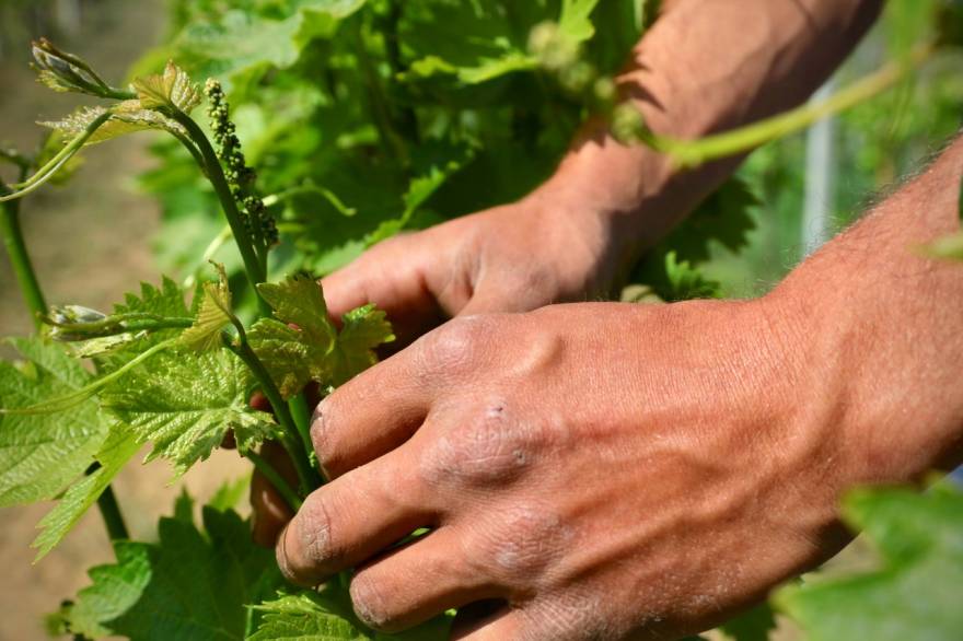 Spring, work in the vineyard
