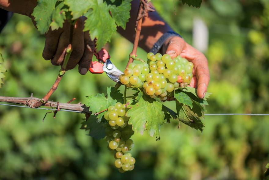 Vineyard Operations: The Harvest