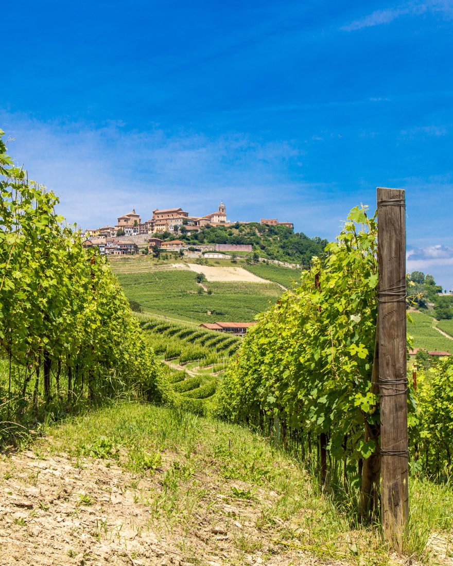 Summer in the Vineyard